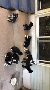 Petland ohio pays a lot of attention to details when it comes to our puppies and our breeders. German Shepherd Border Collie Mix For Sale In Columbus Ohio Classified Americanlisted Com