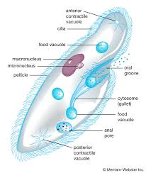 What Are The Main Characteristics Of Foraminiferans, Radiola | Quizlet