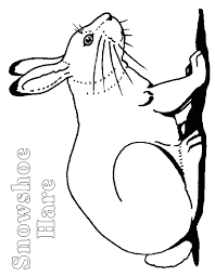 Another fun way to enjoy this arctic animal craft friend is to print the hare template on white paper and color him first. Hare Coloring Page Animals Town Animal Color Sheets Hare Picture