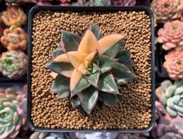 Image result for Monotes elegans