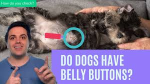 However, it is still connected to its mother's placenta via an umbilical cord. Do Dogs Have Belly Buttons What Do They Look Like 4 Steps To Find