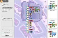 Is the displayed segment a part of dna or rna molecule?. 22 Protein Synthesis Ideas Biology Classroom High School Biology Biology Lessons