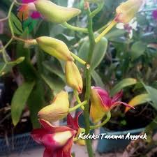 Khusus order besar kami tawarkan retensi hingga 3 bulan terjamin tetap hidup. Jual Koleksi Tanaman Bunga Anggrek Siap Kirim Agro Bibit Menyediakan Bibit Bunga Cantik Dan Bergaransi Pesan Sekarang Juga Bent Tanaman Anggrek Bunga Cantik