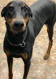 Black And Tan Coonhound Doberman Pinscher Mix Animal Id 38532473 Species Dog Breed Doberman Pinscher Age 3 Years 1 Day Gender Female Size Large Color Black B Doberman Pinscher Dog Breeds Doberman Mix