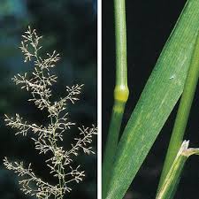 Image result for Agrostis isopholis
