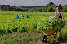 Estilo de Vida Rural: Benefícios e Dicas Práticas
