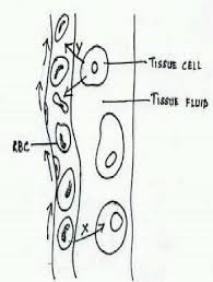 Cellular respiration occurs in the double membrane organelle called the mitochondrion. Given Is A Diagram Depicting A Physiological Process In Man Name The Organelle Where Cellular Respiration Takes Place