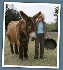 The bbc is the world's leading public service broadcaster. Norley Farm Baudet Du Poitou Donkeys