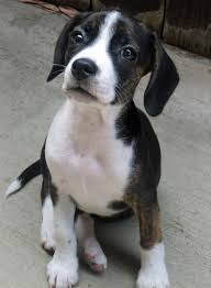 Beagle Lab Mix Puppy Black And White Lab Beagle Mix Pitbull Mix Puppies Pitbull Puppies Cute Dogs