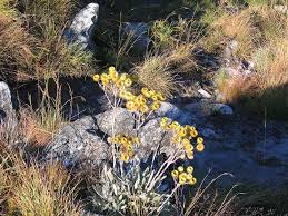 Image result for Helichrysum nitens