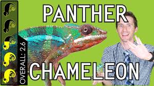 Flapneck chameleons are normally found in africa. Panther Chameleon The Best Pet Lizard Youtube