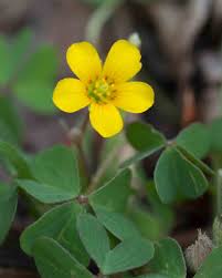 Image result for Oxalidaceae