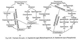 16 Specific Life Cycle Of Laminaria Flowchart