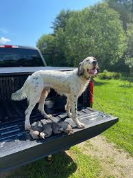Find great deals on ebay for english setter puppy. Our Customers Little River Kennels Nh