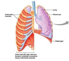 Thoracic cage is a skeletal framework which supports the thorax. Chest Wall Diagram Fusebox And Wiring Diagram Symbol Close Symbol Close Paoloemartina It