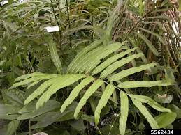 Image result for Acrostichum aureum