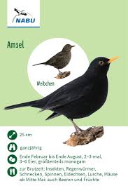 His model is shared with edward richtofen. Pin Auf Vogel Im Garten
