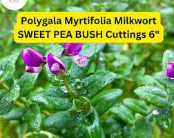 Image result for Polygala petitiana