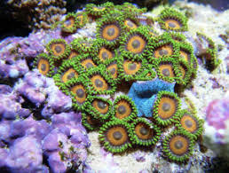 Faqs About Zoanthid Compatibility Control