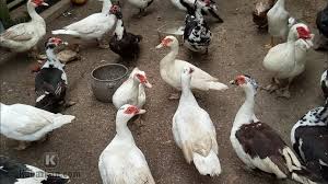 We did not find results for: Kode Alam Entok Ramalan Masuk Rumah Kawin Mati Akurat 2021