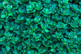 Images & pictures of foliage leaf wallpaper download 2885 photos. Green Leafs Is Element To Wrapping 3d Object Natural Is Many Stock Photo Picture And Royalty Free Image Image 82175189