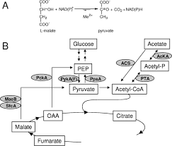 Fate Of Pyruvic Acid In Biochemistry Pharm D Notes.Pptx