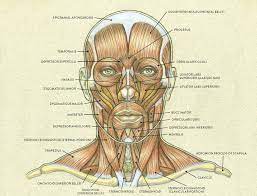 Maybe you would like to learn more about one of these? Facial Muscles And Expressions Classic Human Anatomy In Motion The Artist S Guide To The Dynamics Of Figure Drawing