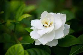 Place your plant where it will get several hours of bright, filtered light each day. How To Grow Gardenias Indoors Top Care Tips Smart Garden Guide
