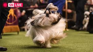 Best in show is determined by judges who compare each dog against its own breed and group ideal standards. Westminster Dog Show 2020 Live Breed Results Winners Best In Show Media After