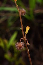 Image result for Triumfetta welwitschii