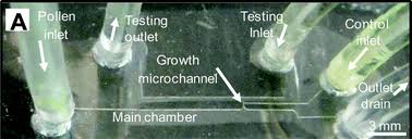 Plant cell animal cell bacteria differences in animal cells, plant cells, and bacteria animal cell plant cell bacteria eukaryotes. Quantification Of The Young S Modulus Of The Primary Plant Cell Wall Using Bending Lab On Chip Bloc Lab On A Chip Rsc Publishing