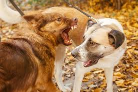 Wenn das geliebte tier so krank ist, dass der einzige ausweg darin besteht, den hund einschläfern zu lassen, ist das natürlich ein großer schock. Tierhalterhaftung Haftungsverteilung Bei Kampf Zwischen Hunden