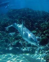 All About Bottlenose Dolphins Habitat And Distribution Seaworld Parks Entertainment