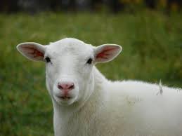 pin by ed thomas on かわいい生き物 in 2021 barnyard animals sheep and lamb sheep
