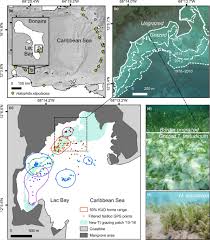 Megaherbivores May Impact Expansion Of Invasive Seagrass In