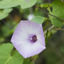 Image result for Ipomoea trinervia