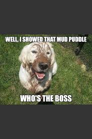 Doggo Boss In 2020 Animal Memes Animal Lover Love Pet