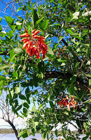 Image result for Erythrina livingstoniana