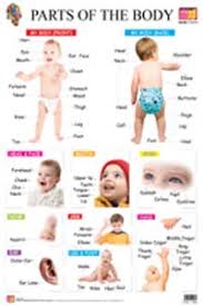 Fichas interactivas gratuitas para practicar online o descargar como pdf para imprimir. Educational Wall Charts Parts Of The Body Parts Of The Body Educational Wall Charts à®†à®š à®° à®¯à®° à®• à®´ Buy Tamil Book Online Noolulagam