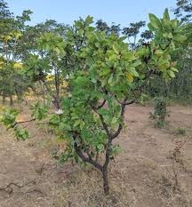 Image result for Protea madiensis