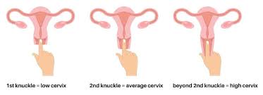 Image result for cervix position