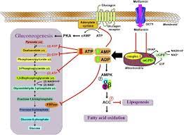 It has been shown that this compound ameliorates hyperglycemia convincing data place energy metabolism at the center of metformin's mechanism of action in treating diabetes, which may also be of importance in. Metformin From Mechanisms Of Action To Therapies Cell Metabolism
