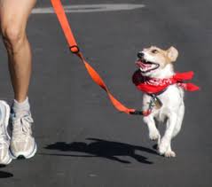Excavate the pad to a depth of up to six inches. Running With Your Dog How To Train Fido To Run At Your Side Dr Sophia Yin