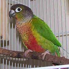 Green Cheek Conure I Want One Parrot Parrot Pet Conure