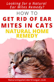 How To Get Rid Of Ear Mites In Cats Natural Home Remedy All Natural Home In 2020 Cat Health Remedies Natural Home Remedies Cat Remedies