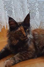 pin di maine coon cattery alea alias