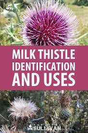 Blood pressure is defined as the pressure pushed against artery walls as a result of the heart pumping blood. Milk Thistle Identification And Uses Survival Sullivan