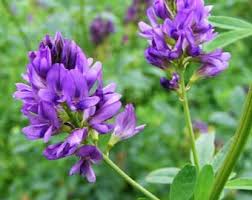 Image result for Medicago sativa