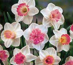 A Flower By Two Names Bulb Flowers Daffodil Flower Narcissus Flower