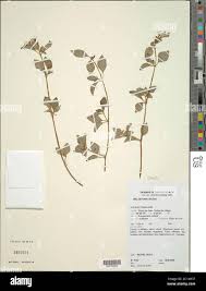 Image result for Dissotis ruandensis